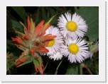 809-19_Wildflowers * 2048 x 1536 * (2.28MB)