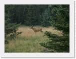 809-21_Deer1 * 2048 x 1536 * (2.26MB)