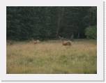 809-22_Deer2 * 2048 x 1536 * (2.25MB)