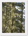 810_02-HangingMossOnTrees * 1536 x 2048 * (2.52MB)