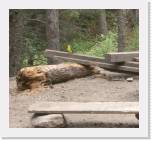 811_17-Oriole * 1150 x 1059 * (946KB)