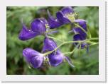 812_05-PurpleWildflowers * 2048 x 1536 * (2.21MB)